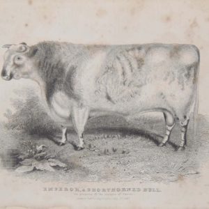 1837 antique print, of Emperor a short horned bull, the property of the Marquis of Exeter. Original drawing by H Strafford Pinxit,  H Beckwith is the engraver.