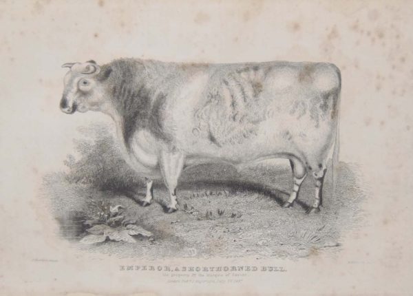 1837 antique print, of Emperor a short horned bull, the property of the Marquis of Exeter. Original drawing by H Strafford Pinxit,  H Beckwith is the engraver.