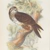 Antique print, chromolithograph from 1896. It is titled, Common Buzzard.