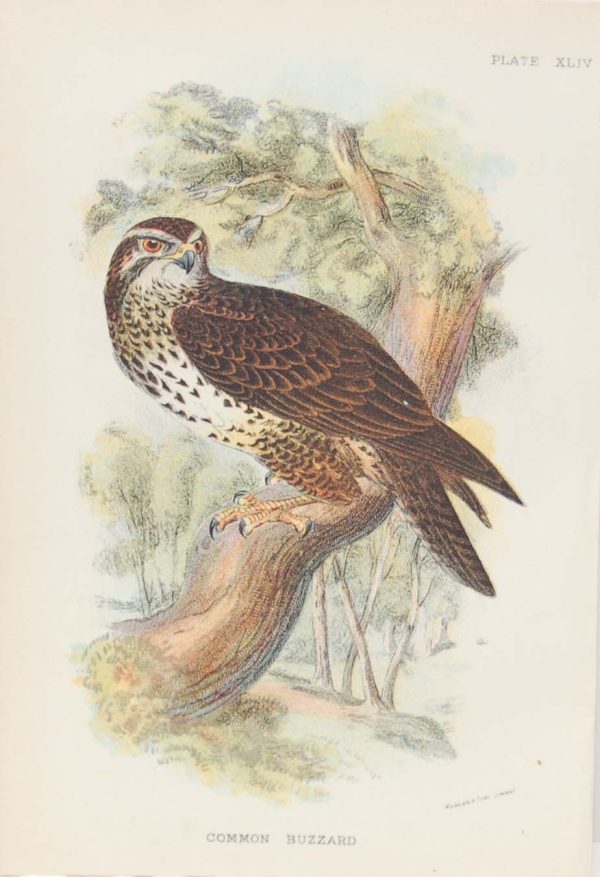 Antique print, chromolithograph from 1896. It is titled, Common Buzzard.