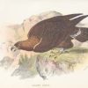 Antique print, chromolithograph from 1896. It is titled, Golden Eagle.
