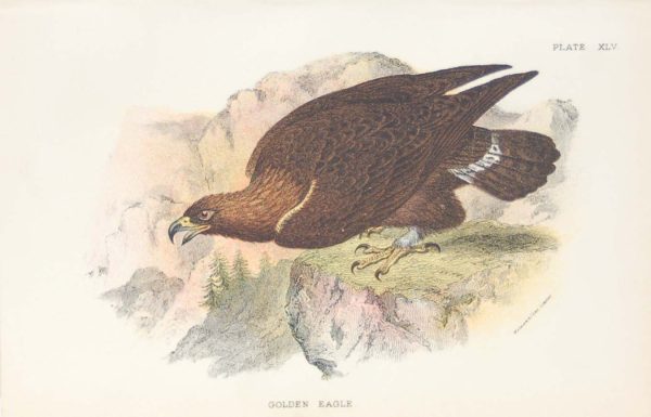 Antique print, chromolithograph from 1896. It is titled, Golden Eagle.