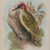 Antique print, chromolithograph from 1896. It is titled, Green Woodpecker. Suitable for framing.