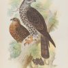 Antique print, chromolithograph from 1896. It is titled, Honey Kite.