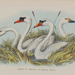 Antique print, chromolithograph from 1896. It is titled, Heads of species of British swans.