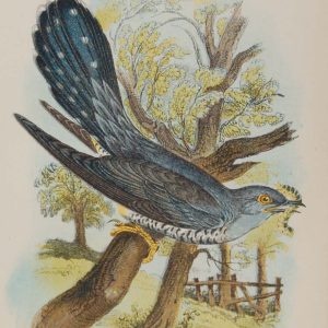 Antique print, chromolithograph from 1896. It is titled, Cuckoo.