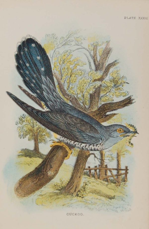 Antique print, chromolithograph from 1896. It is titled, Cuckoo.