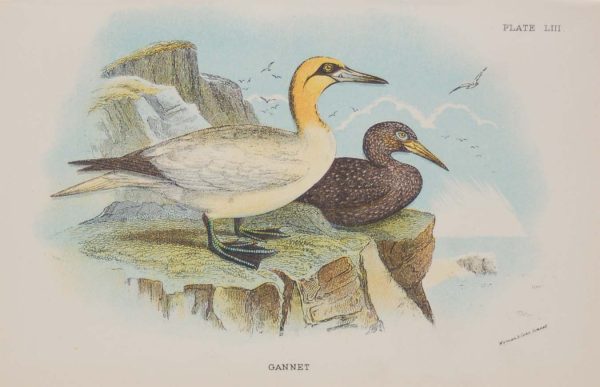 Antique print, chromolithograph from 1896. It is titled, Gannet.