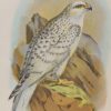 Antique print, chromolithograph from 1896. It is titled, Greenland Falcon.