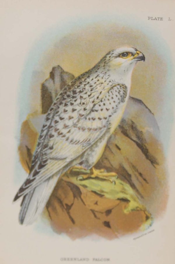 Antique print, chromolithograph from 1896. It is titled, Greenland Falcon.