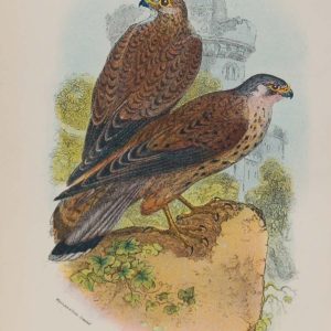 Antique print, chromolithograph from 1896. It is titled, Kestrel.