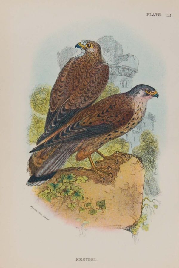 Antique print, chromolithograph from 1896. It is titled, Kestrel.