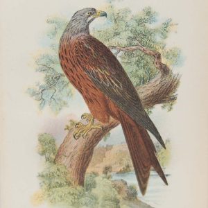 Antique print, chromolithograph from 1896. It is titled, Kite.