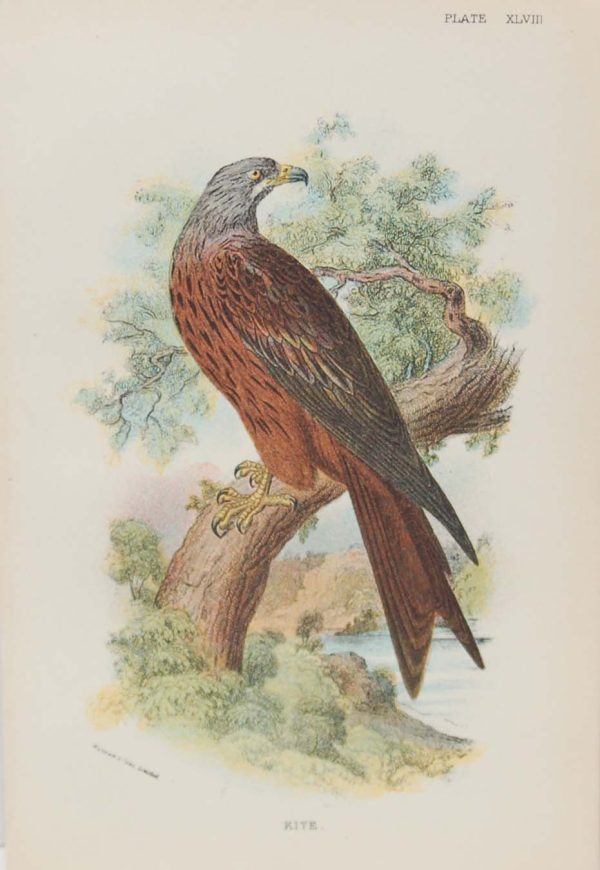 Antique print, chromolithograph from 1896. It is titled, Kite.