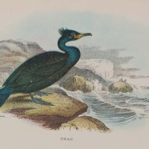 Antique print, chromolithograph from 1896. It is titled, Shag.