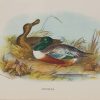 Antique print, chromolithograph from 1896. It is titled, Shoveler.