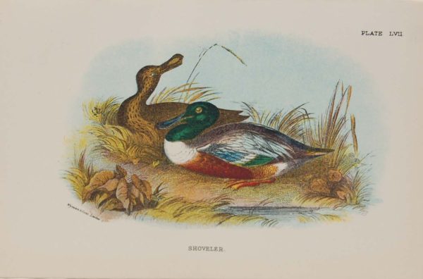 Antique print, chromolithograph from 1896. It is titled, Shoveler.
