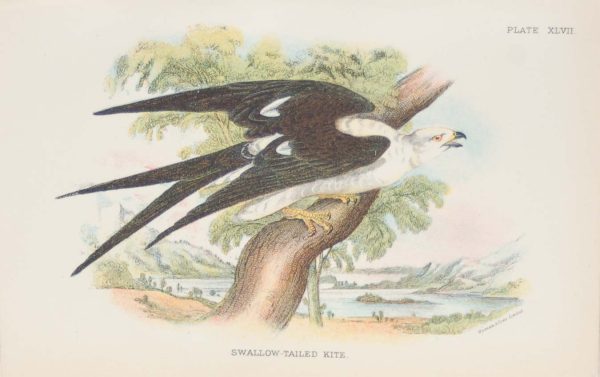 Antique print, chromolithograph from 1896. It is titled, Swallow Tailed Kite.