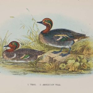 Antique print, chromolithograph from 1896. It is titled, Teal & American Teal.