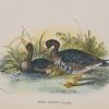 Antique print, chromolithograph from 1896. It is titled, White Fronted Goose.