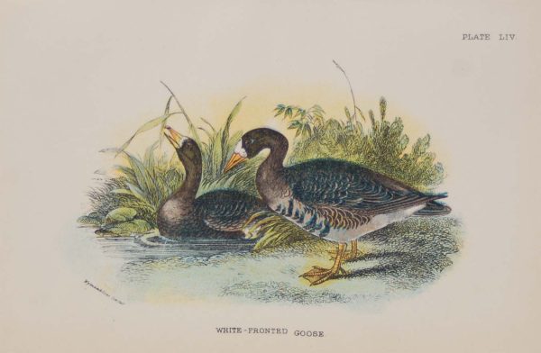 Antique print, chromolithograph from 1896. It is titled, White Fronted Goose.