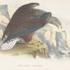 Antique print, chromolithograph from 1896. It is titled, White Tailed Sea Eagle.