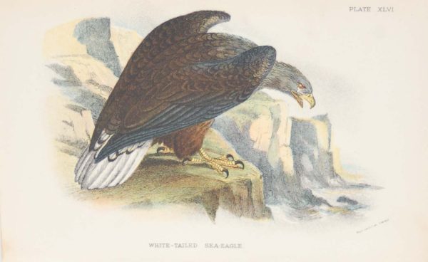 Antique print, chromolithograph from 1896. It is titled, White Tailed Sea Eagle.