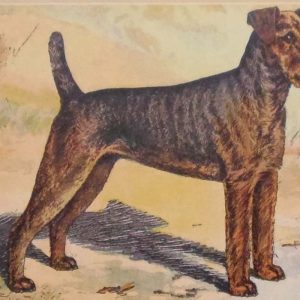 Vintage print of a Airedale after Castellan, a chromolithograph from 1938. The print was produced in France and is titled Airedale.