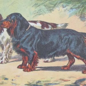 Vintage print of a Black Spaniel after Mahler, a chromolithograph from 1938. The print was produced in France and is titled Black Spaniel.