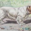 Vintage print of a Cumber Spaniel after Mahler, a chromolithograph from 1938. The print was produced in France and is titled Cumber Spaniel.