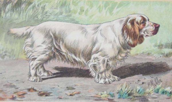 Vintage print of a Cumber Spaniel after Mahler, a chromolithograph from 1938. The print was produced in France and is titled Cumber Spaniel.