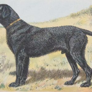 Vintage print of a Curly Coated Retriever Retriever, a chromolithograph from 1938. The print was produced in France and is titled Retriever a Poil Frisé.