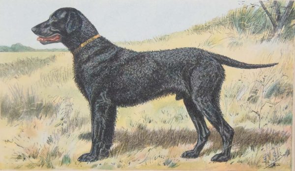 Vintage print of a Curly Coated Retriever Retriever, a chromolithograph from 1938. The print was produced in France and is titled Retriever a Poil Frisé.