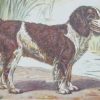 Vintage print of a English Water Spaniel after Mahler, a chromolithograph from 1938. The print was produced in France and is titled L'Epagneul D'eau Anglais.