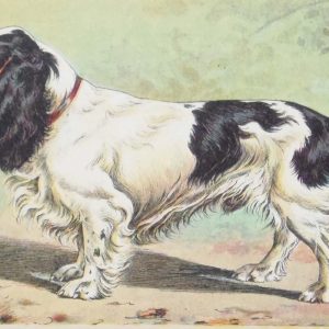 Vintage print of a Field Spaniel after Mahler, a chromolithograph from 1938. The print was produced in France and is titled Field Spaniel.