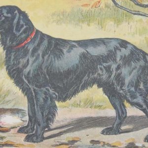 Vintage print of a Flat Coated Retriever after Mahler, a chromolithograph from 1938. The print was produced in France and is titled Retriever a Poil Plat.