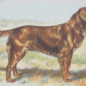 Vintage print of a Golden Retriever after Castellan, a chromolithograph from 1938. The print was produced in France and is titled Golden Retriever.