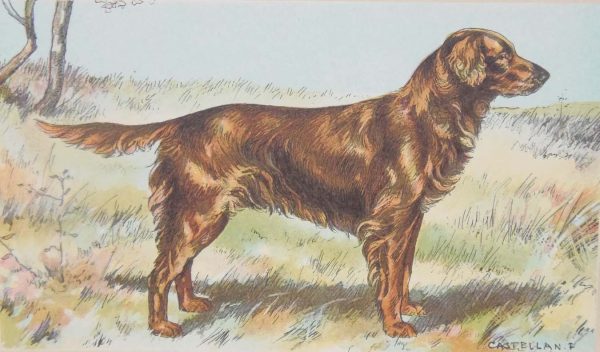 Vintage print of a Golden Retriever after Castellan, a chromolithograph from 1938. The print was produced in France and is titled Golden Retriever.