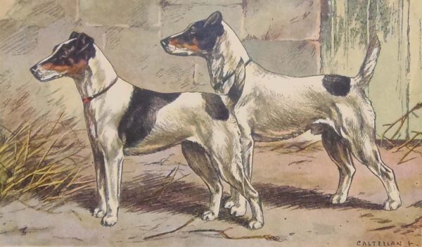 Vintage print of a Fox terrier after Castellan, a chromolithograph from 1938. The print was produced in France and is titled Fox Terrier a Poil Lisse.