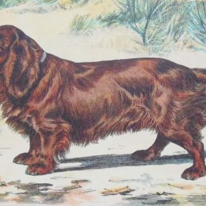 Vintage print of a Sussex Spaniel after Mahler, a chromolithograph from 1938. The print was produced in France and is titled Sussex Spaniel.