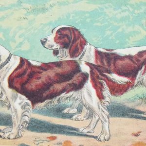 Vintage print of a Welsh Spaniel after Mahler, a chromolithograph from 1938. The print was produced in France and is titled Welsh Spaniel.
