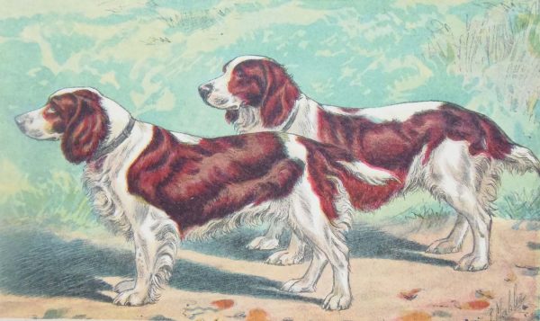 Vintage print of a Welsh Spaniel after Mahler, a chromolithograph from 1938. The print was produced in France and is titled Welsh Spaniel.