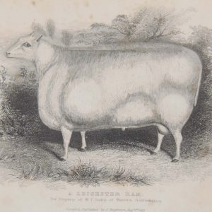 1837 antique print, of a Leicester ram, the property of W T Inskip of Marston Bedfordshire. 