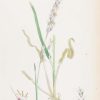 Antique hand coloured botanical print after James Sowerby titled Downy Oat Grass.