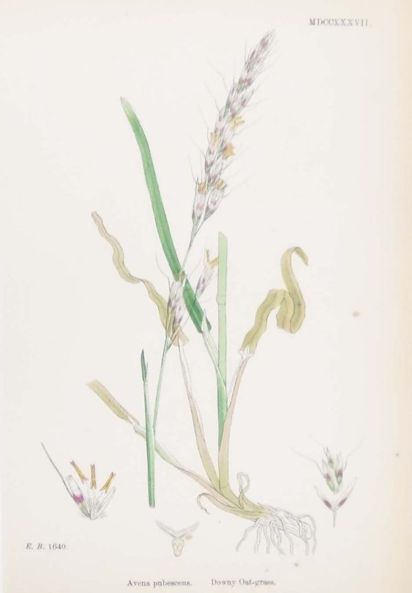 Antique hand coloured botanical print after James Sowerby titled Downy Oat Grass.
