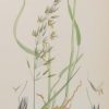 Antique hand coloured botanical prints, a pair after James Sowerby titled False Oat Grass and Sea Barley.