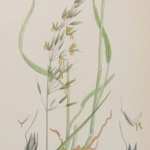 Antique hand coloured botanical prints, a pair after James Sowerby titled False Oat Grass and Sea Barley.