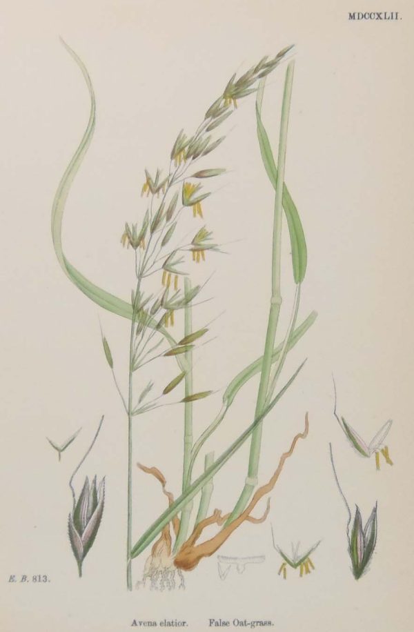 Antique hand coloured botanical prints, a pair after James Sowerby titled False Oat Grass and Sea Barley.