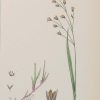 Antique hand coloured botanical prints, a pair after James Sowerby titled Nodding Melic Grass and Wood Melic Grass.
