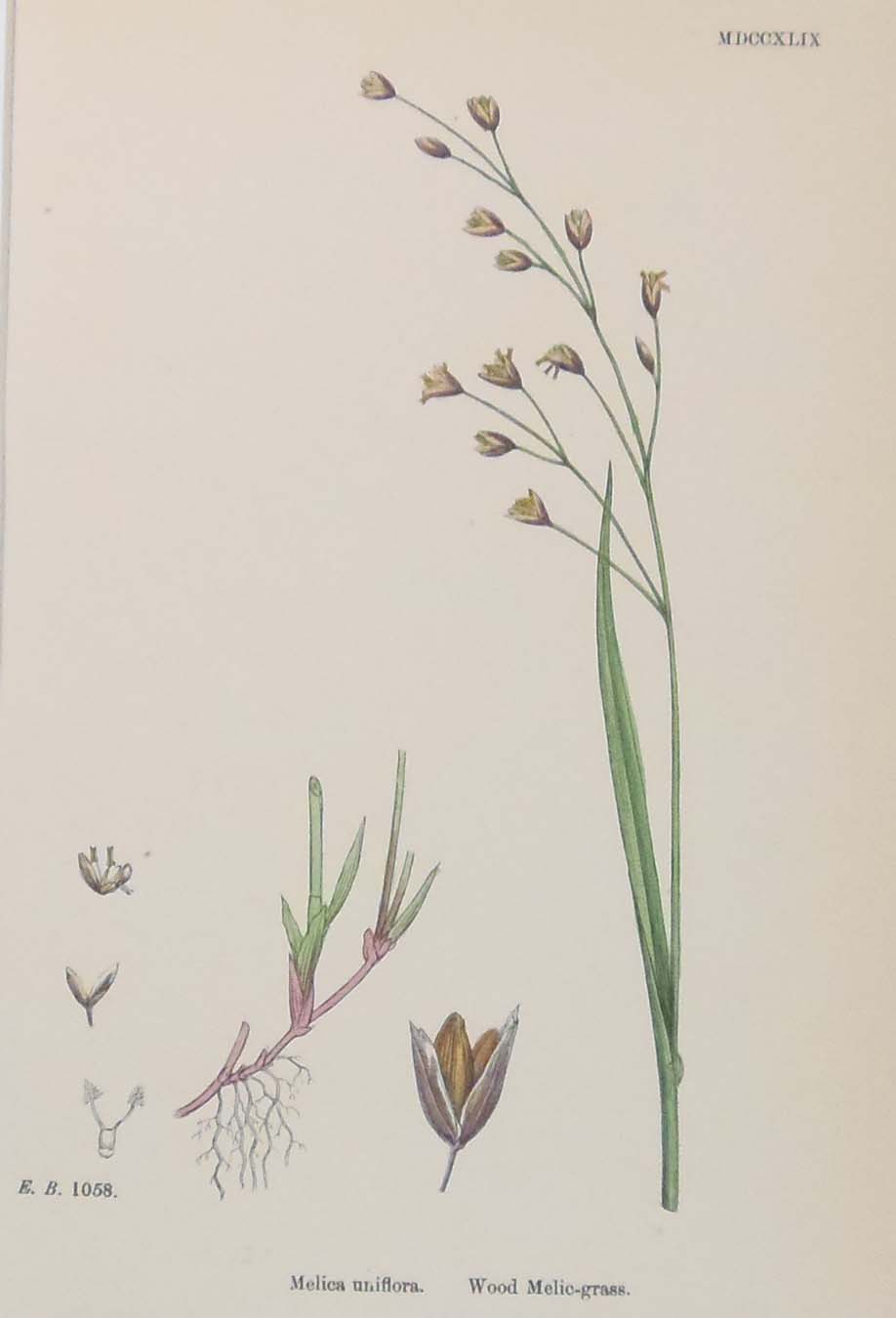 Antique hand coloured botanical prints, a pair after James Sowerby titled Nodding Melic Grass and Wood Melic Grass.